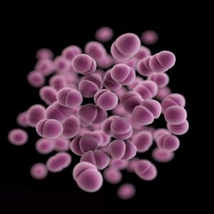 superbug N. gonorrhoeae
