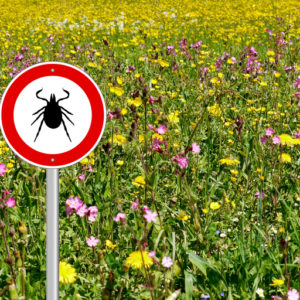 lyme disease