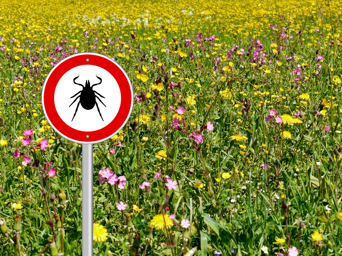 lyme disease