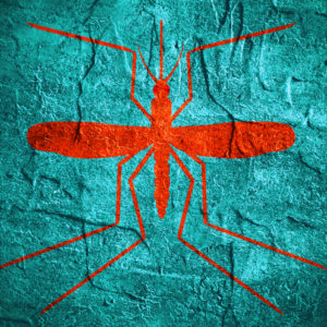 Zika mosquito