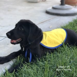 CCI puppy Zephyr