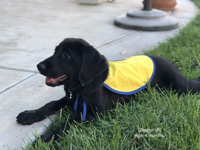 CCI puppy Zephyr