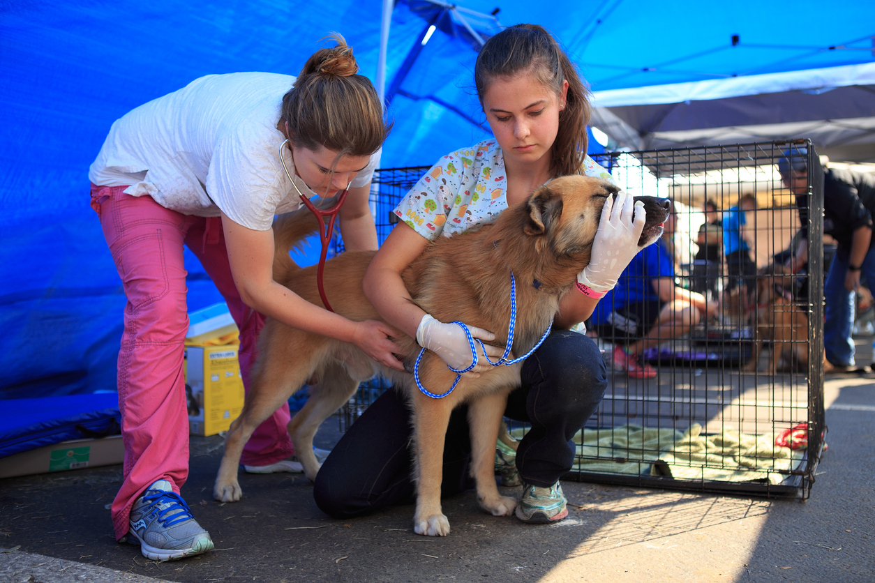 Climate change affects pets, too. Rescued dogs from Hurricane Harvey are being treated by volunteer health providers.