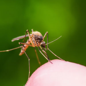 Mosquito