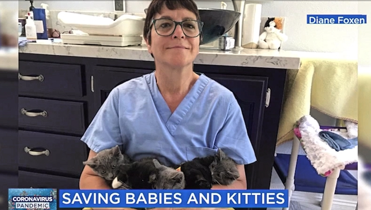 Nurse Diane Foxen with rescued kittens