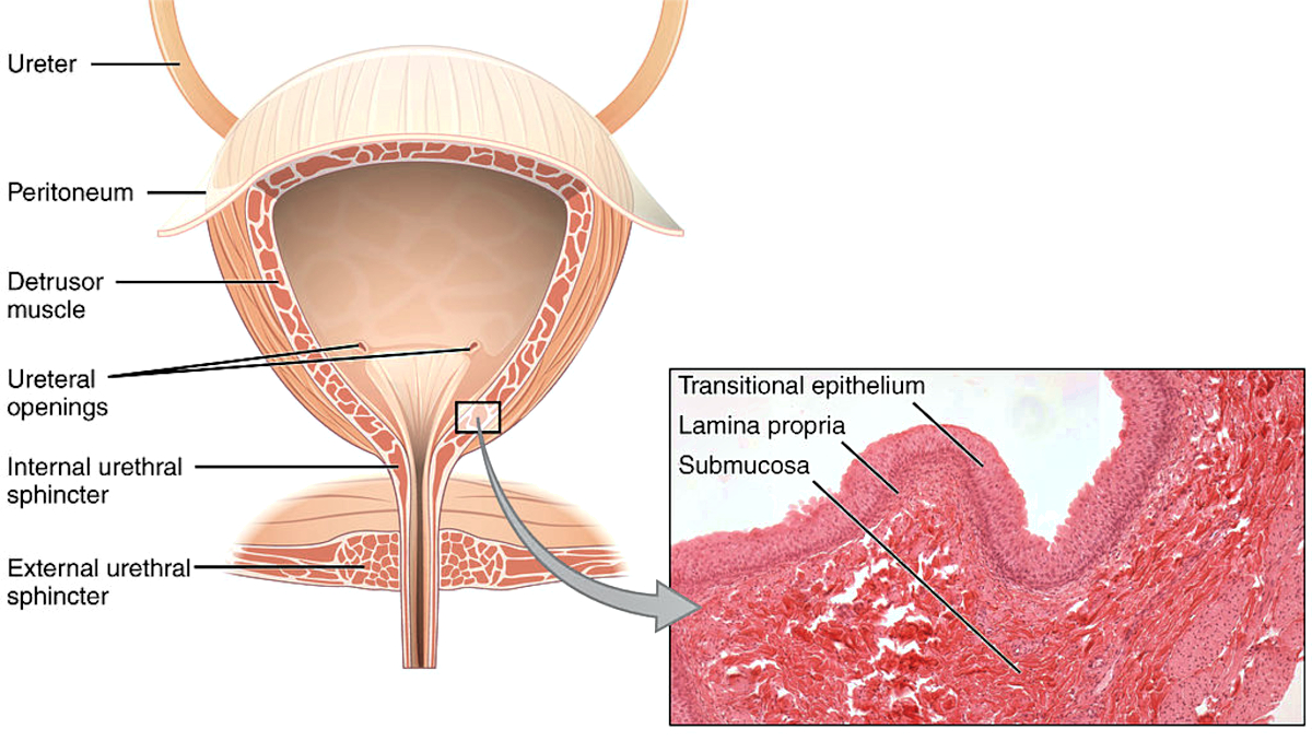 Human bladder. Some 13 million Americans suffer from incontinence.