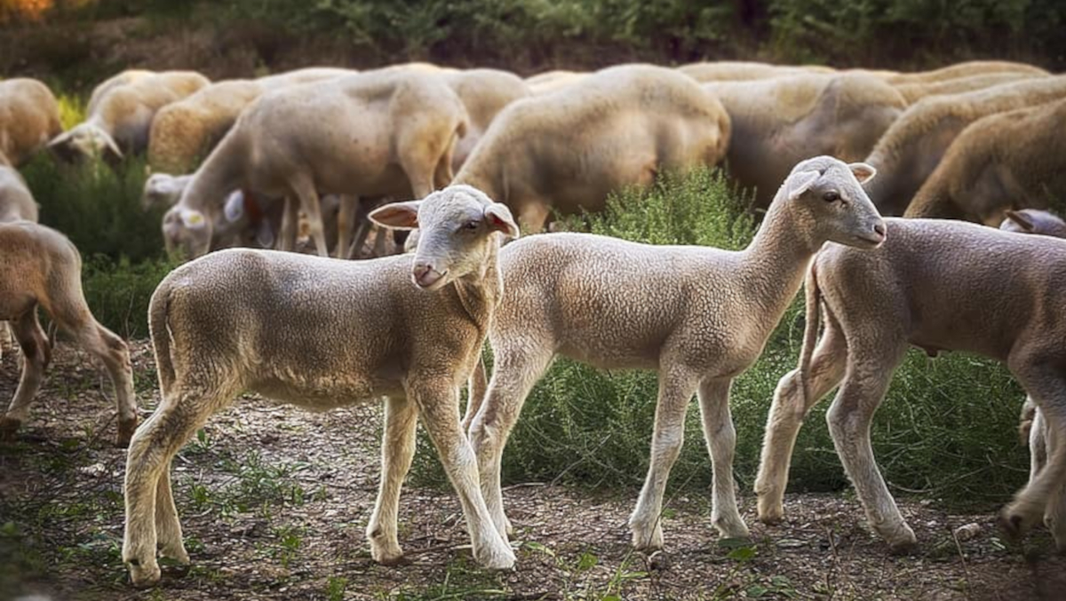 Vaccination is the secret behind herd immunity