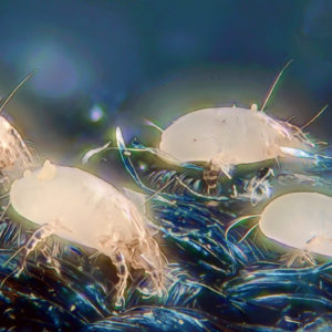 Fo mites. Should you worry about catching Covid from fomites (surfaces capable of carrying germs, viruses etc)?
