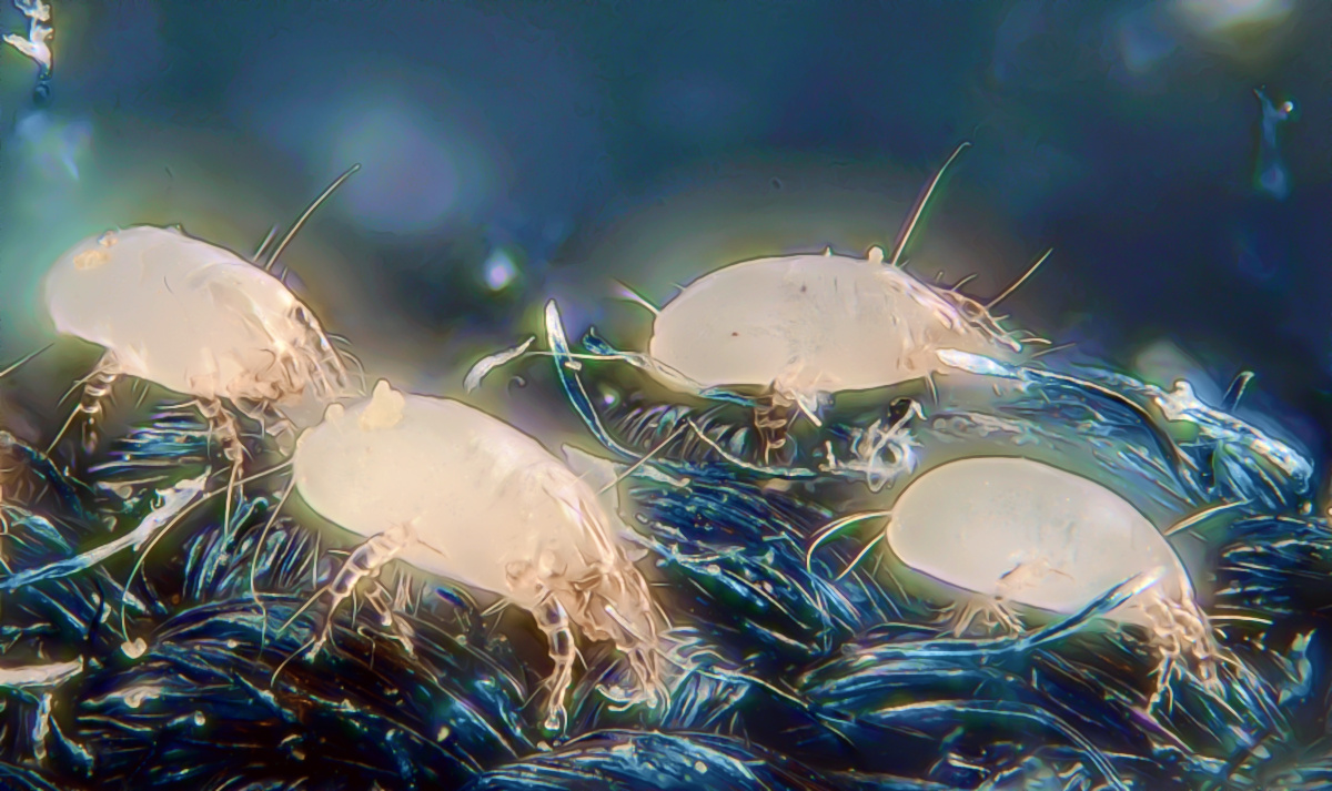 Fo mites. Should you worry about catching Covid from fomites (surfaces capable of carrying germs, viruses etc)?