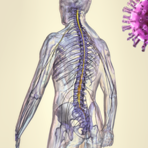Sprinal cord injured patients (SCI) need special attention during the pandemic.