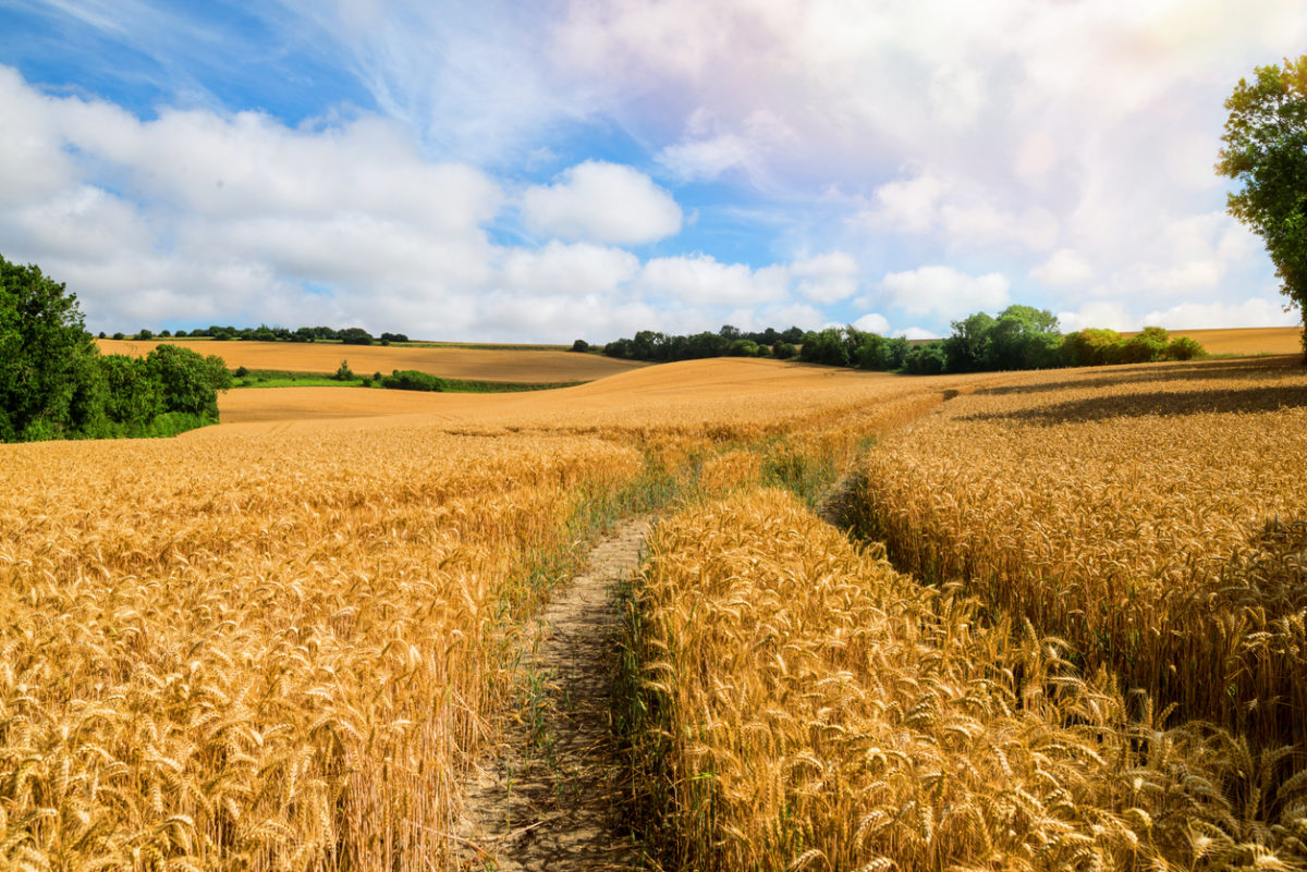 Rural midwest: wheat field.