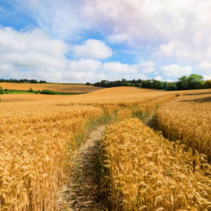 Rural midwest: wheat field.