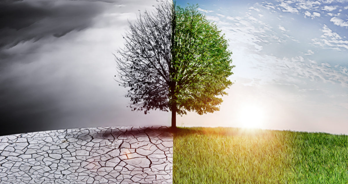 Tree on cracked earth. Health hazards of Climate change have broguth it into the nursing curriculum.