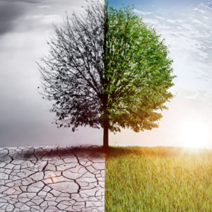 Tree on cracked earth. Health hazards of Climate change have broguth it into the nursing curriculum.