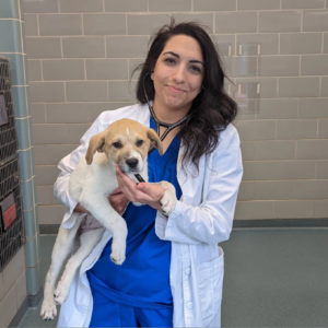Veterinarian Dr. Razyeeh Mazaheri.
