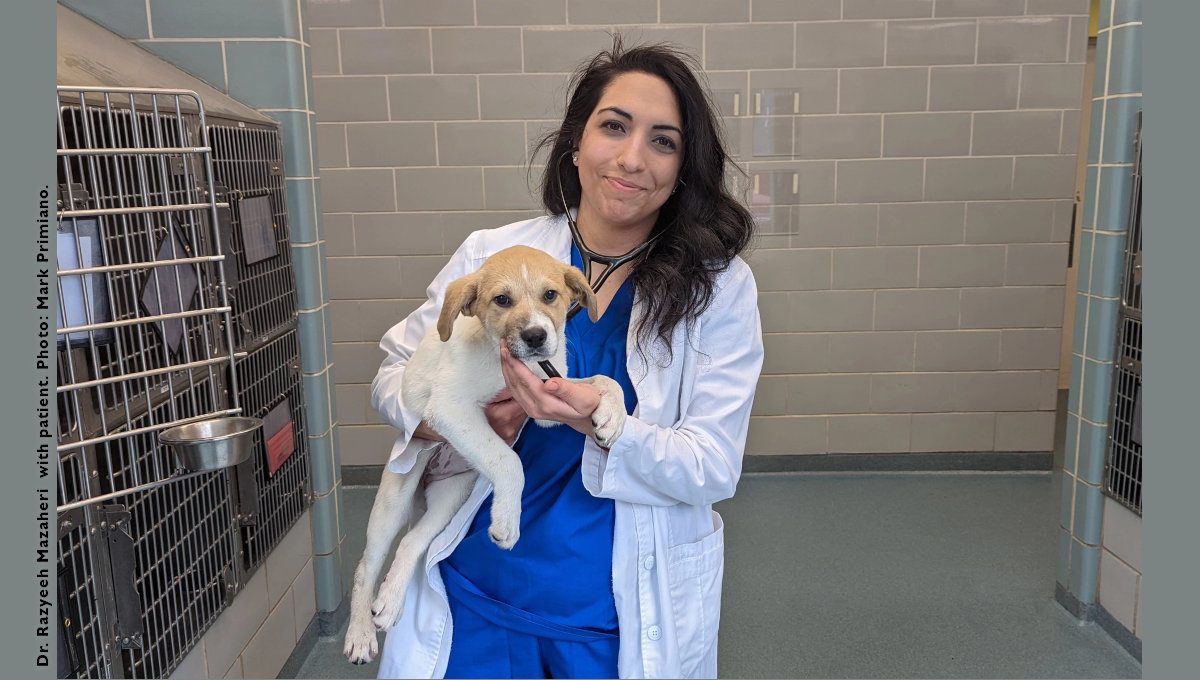 Veterinarian Dr. Razyeeh Mazaheri.