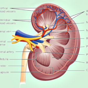 Nephrology nurses take care of patients that have end-stage kidney disease (ESKD) or acute kidney injury (AKI).