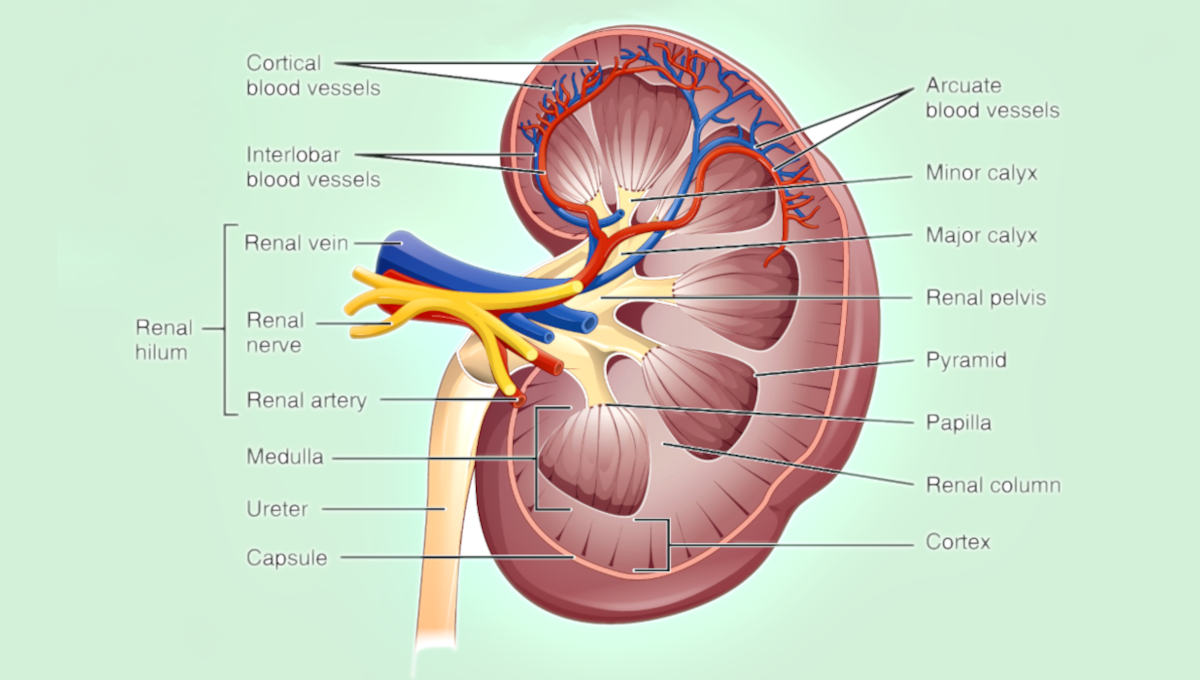 Nephrology nurses take care of patients that have end-stage kidney disease (ESKD) or acute kidney injury (AKI).