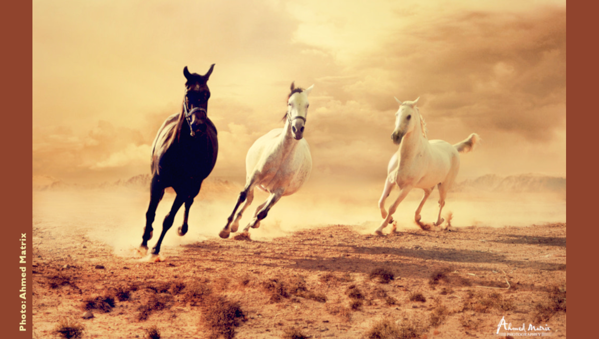 CRNAs unbridled.