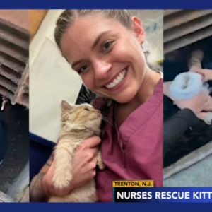 NJ Nurses Rescue Trenton. (a boy kitten).