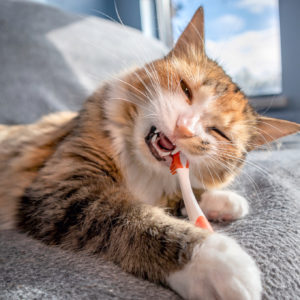 NVHAP has a simple solution. Cat attempting to brush teeth.