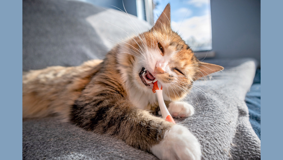 NVHAP has a simple solution. Cat attempting to brush teeth.