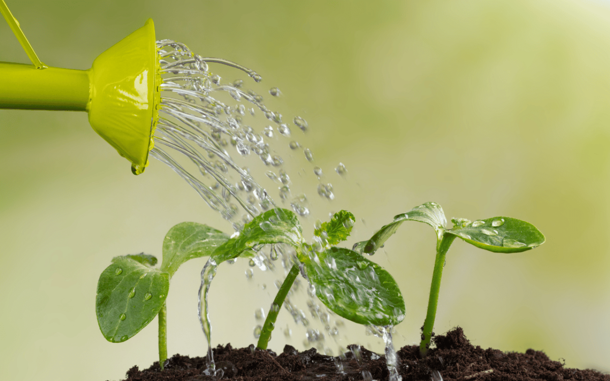 tending-the-garden-of-your-nursing-career