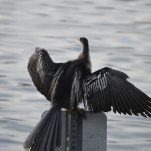 spread your wings