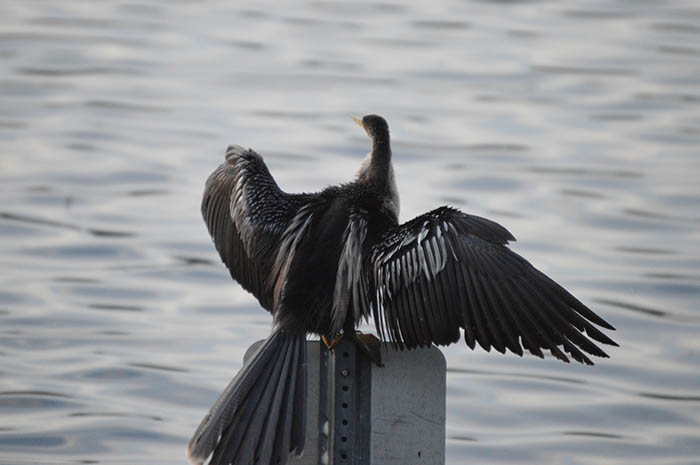 spread your wings
