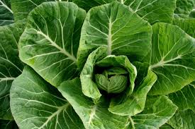 greens African heritage and health