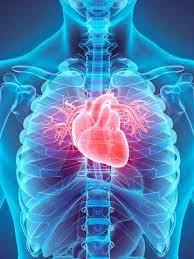 a graphical image of a skeleton with ribs in blue and a heart in red for cardiovascular health