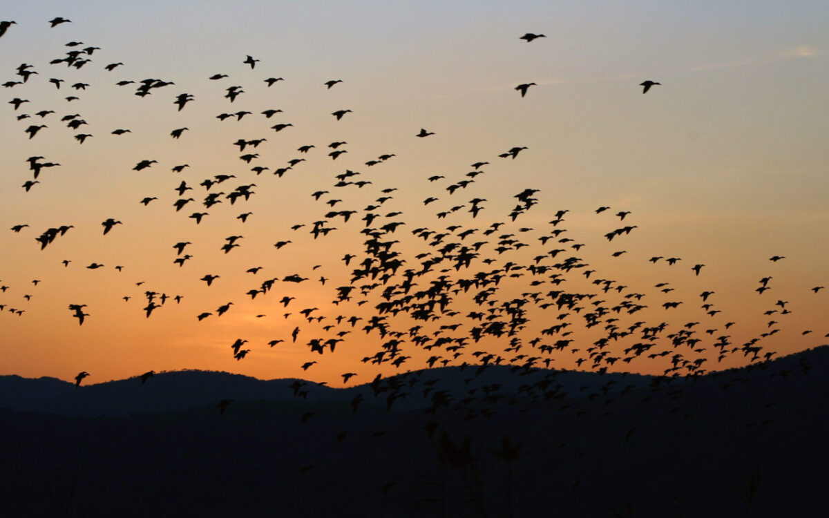 looking-at-the-migration-of-nurses-through-a-utilitarian-ethical-lens