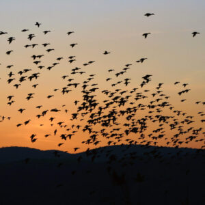 looking-at-the-migration-of-nurses-through-a-utilitarian-ethical-lens
