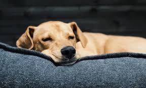 dog sleeping to recharge