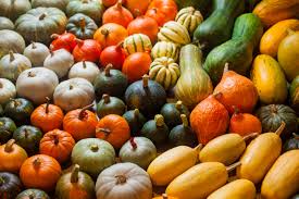 fall squashes
